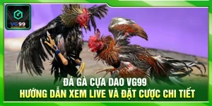 Đá Gà Cựa Dao VG99 – Hướng Dẫn Xem Live Và Đặt Cược Chi Tiết