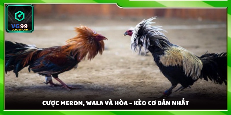 Ba lựa chọn cược chính gồm Meron, Wala và Hòa