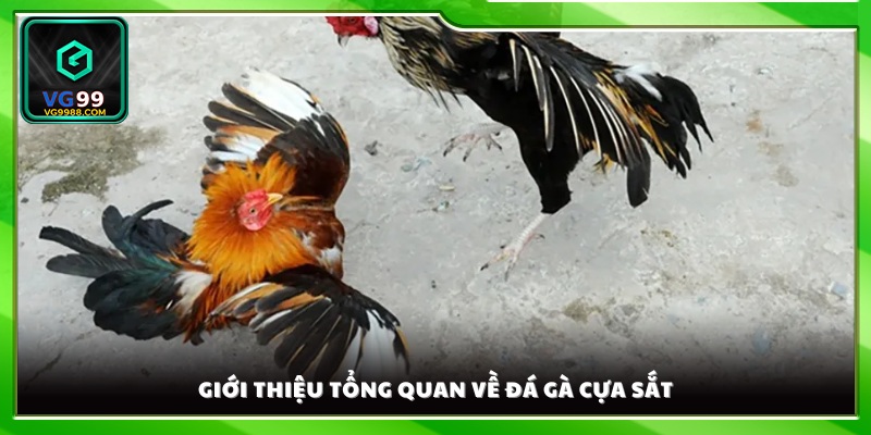 Sơ lược về trò chơi đá gà cựa sắt